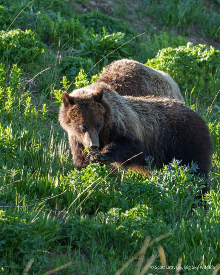 Cool to watch this grizzly sub adult delicately eat this plant that she dug up off of the back of her paw. From the Beartooth Mountains in June.