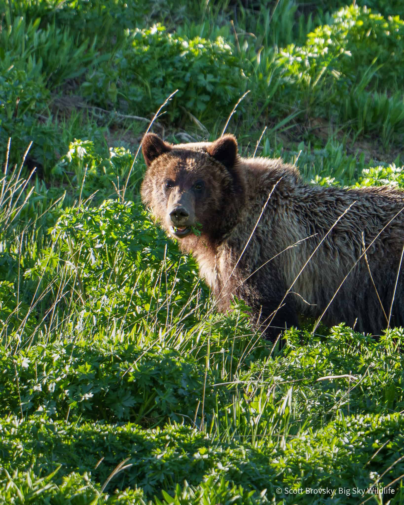 Cool to watch this grizzly sub adult delicately eat this plant that she dug up off of the back of her paw. From the Beartooth Mountains in June.