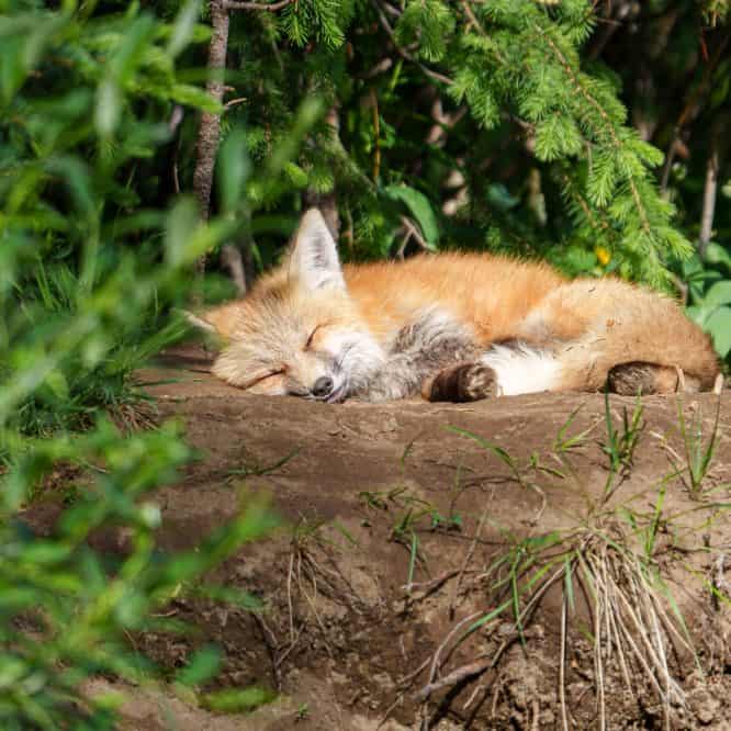 Nap time. A Red Fox kit takes a nap in the afternoon sun in July in Yellowstone.