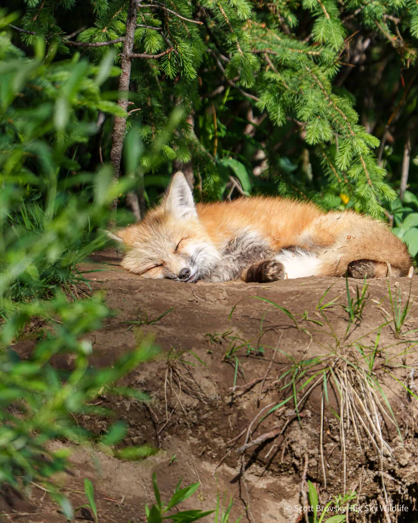 Nap time. A Red Fox kit takes a nap in the afternoon sun in July in Yellowstone.