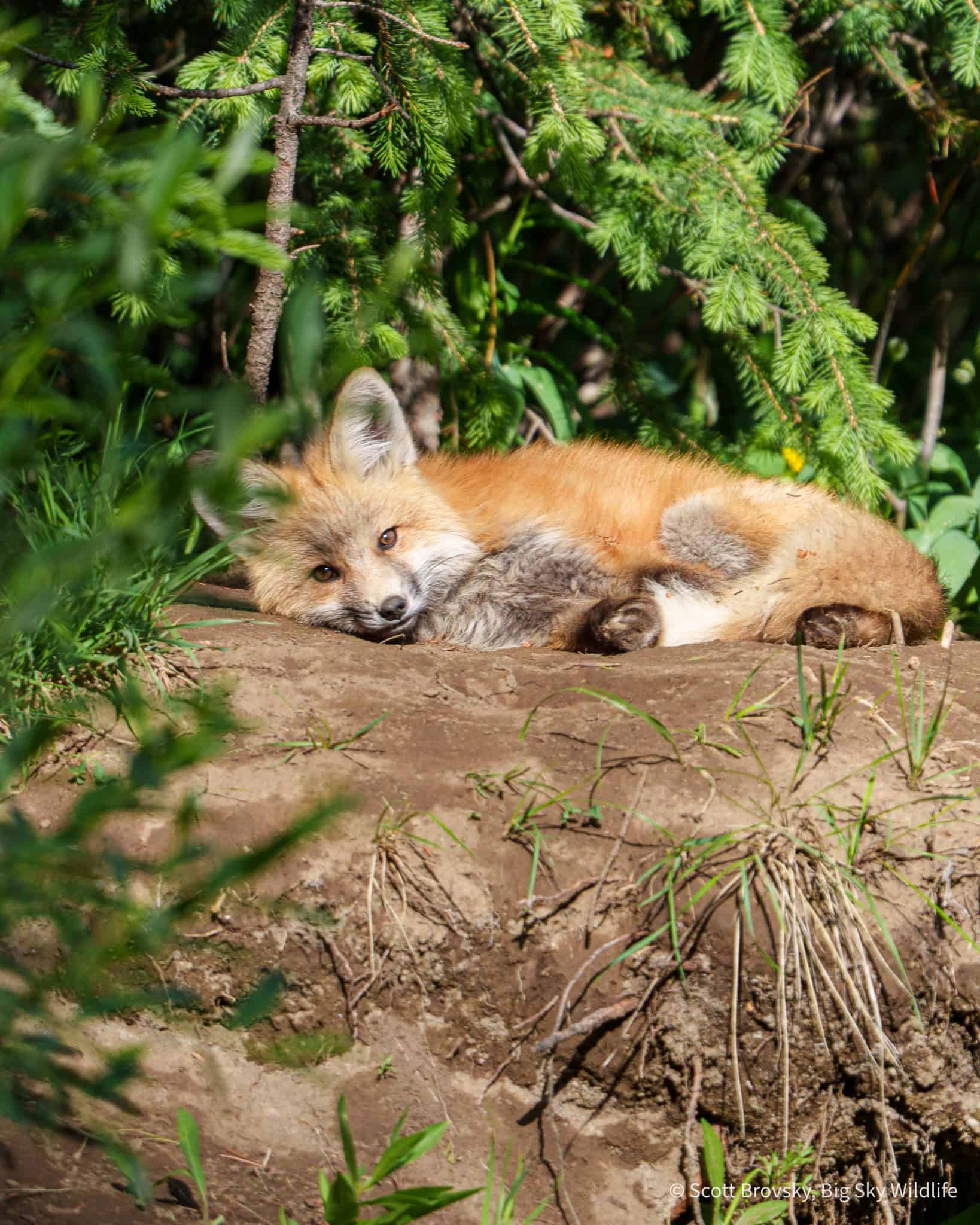 Nap time. A Red Fox kit takes a nap in the afternoon sun in July in Yellowstone.