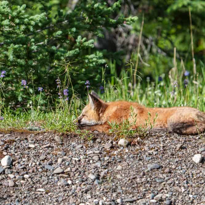 A Red Fox kit takes a nap in the afternoon sun in July in Yellowstone. The dog days of summer are over here in Yellowstone and the elk rut has started.