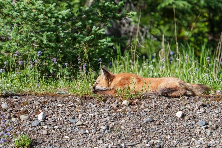 A Red Fox kit takes a nap in the afternoon sun in July in Yellowstone. The dog days of summer are over here in Yellowstone and the elk rut has started.